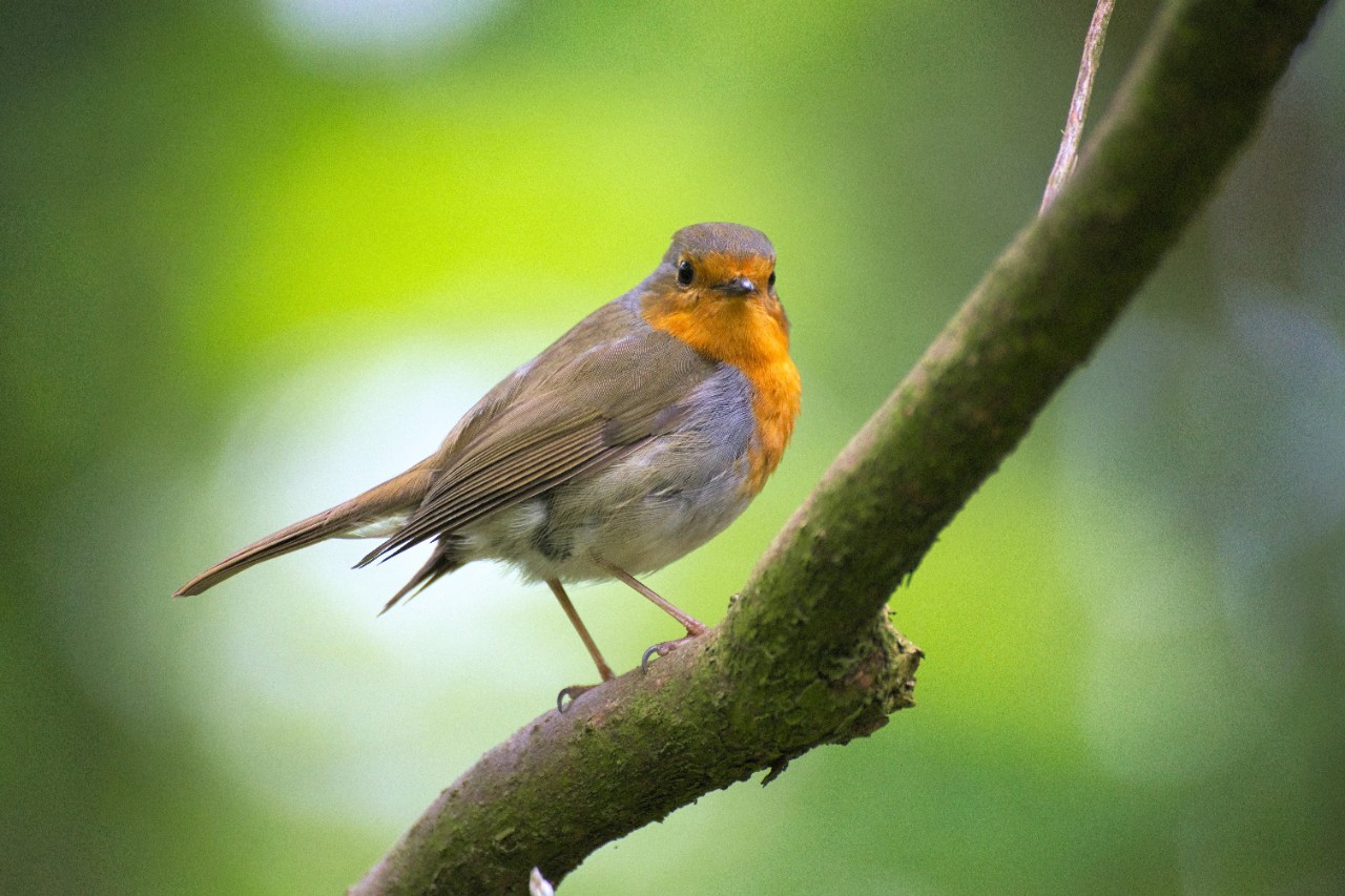 photo of a small bird on a branch