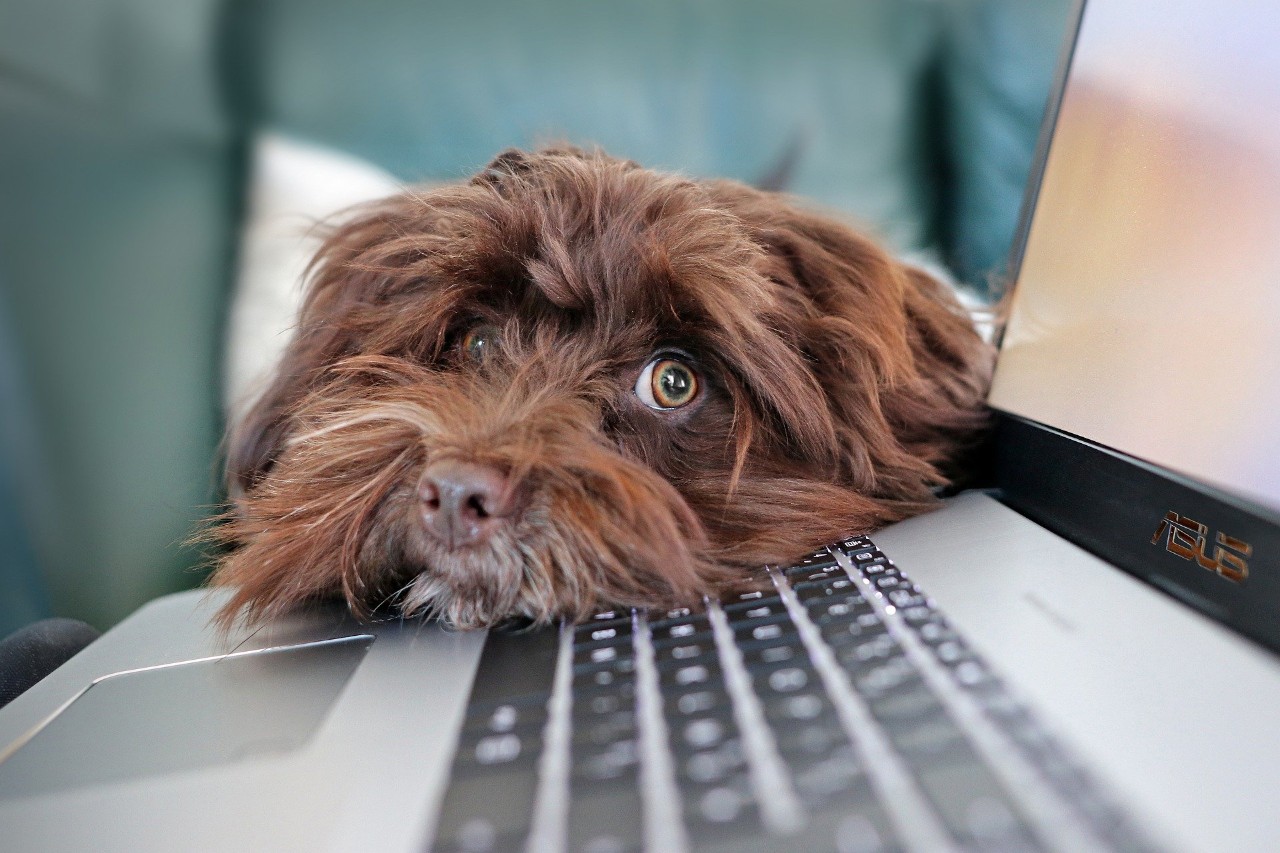 photo of a dog leaning its chin on a laptop keyboard