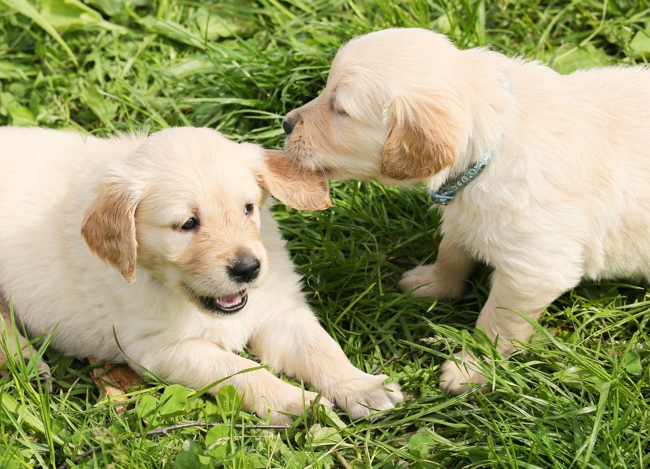 Photo of two puppies playing with each other