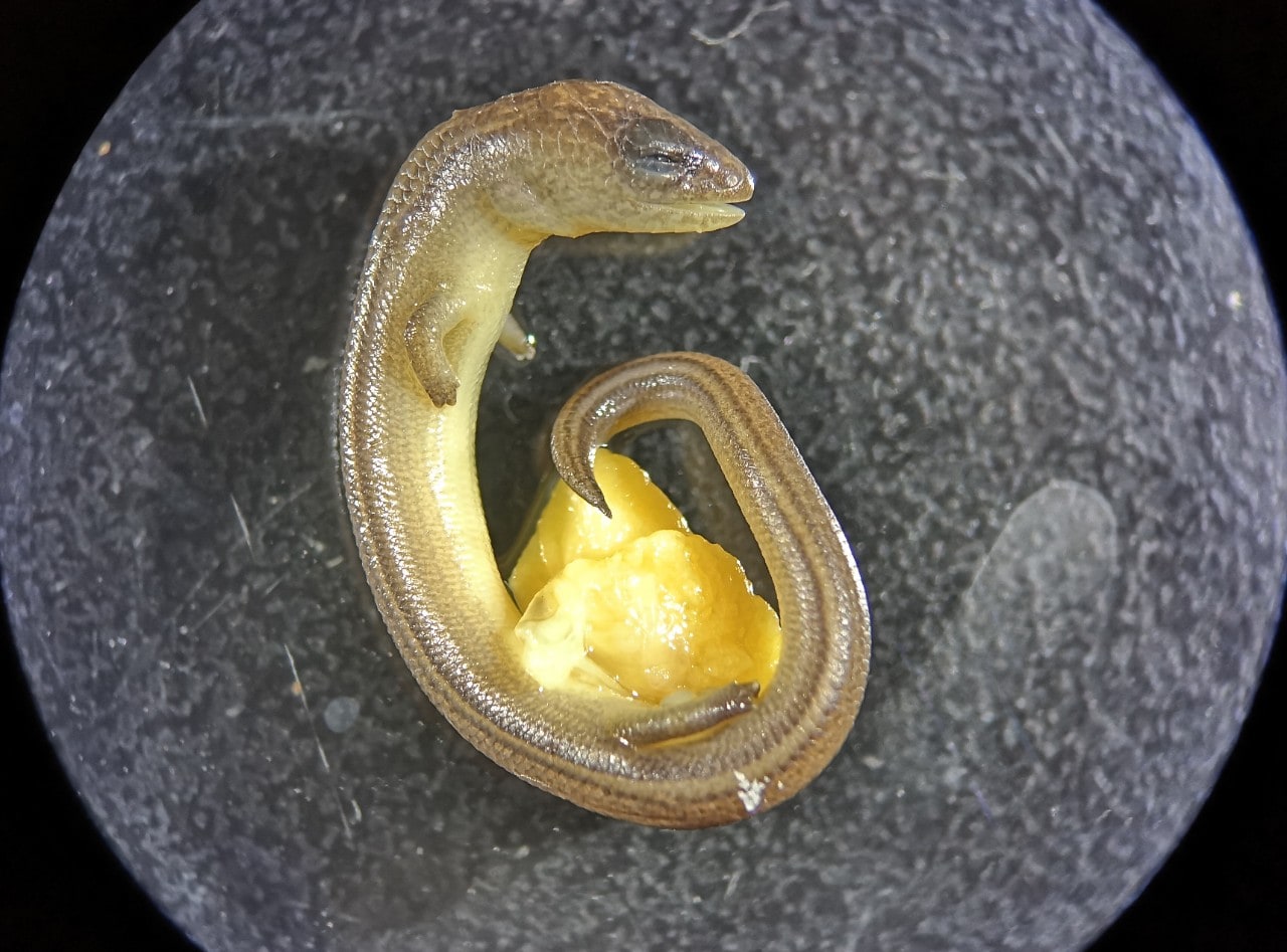 Photo of pregnant lizard. 