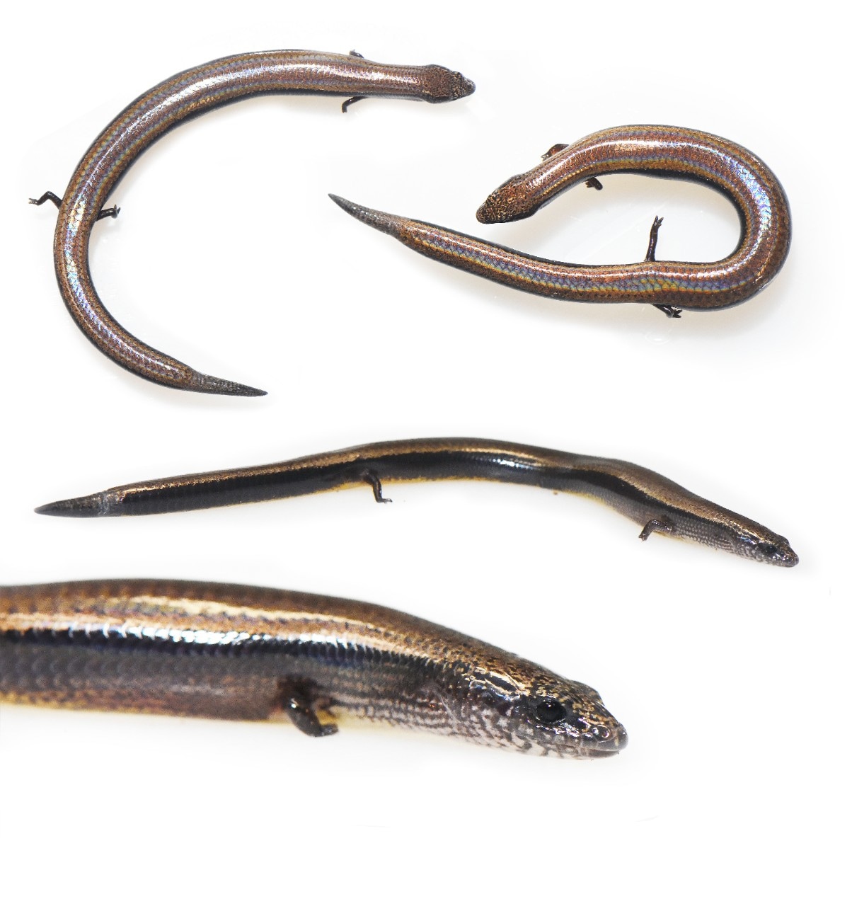 photo of a collection of three-toed skinks