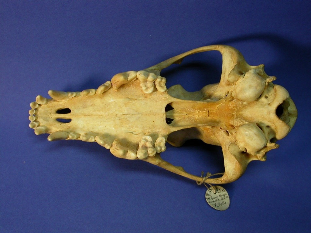 a photo of a dingo skull 