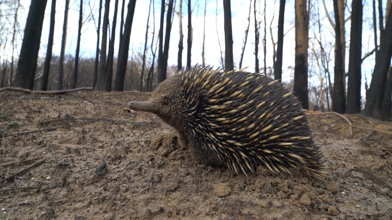 Echidna in a burnt-out forest. Credit: WWF-Australia/Douglas Thron. Top of page: Kangaroo Island in February2020. Credit: WWF-Australia/Sii Studio.