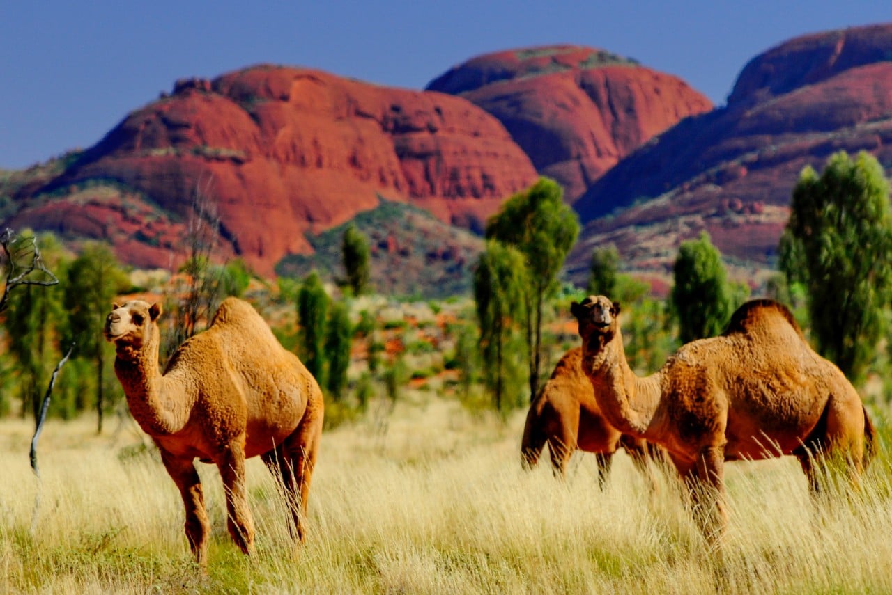 Camels were introduced to Central Australia in the 19th century. Photo: Stanislav Fosenbauer/Shutterstock