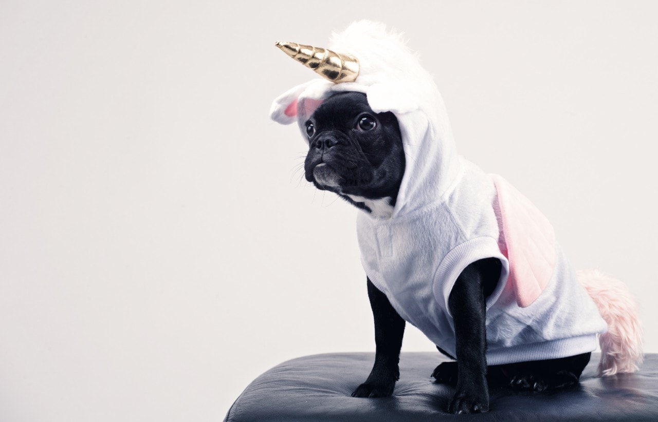 photo of a dog dressed as a unicorn