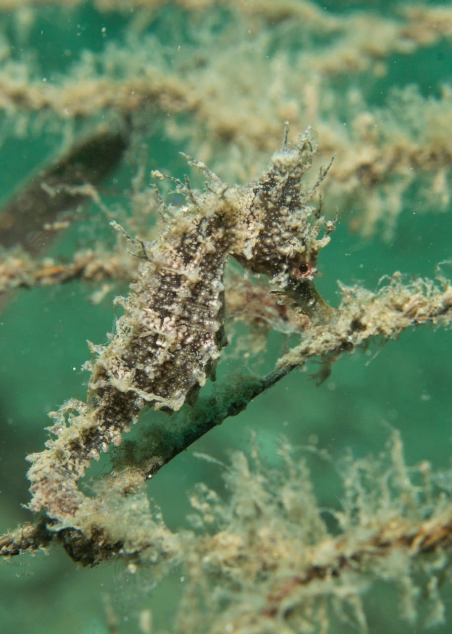 photo of a baby seahorse living in the "hotel"