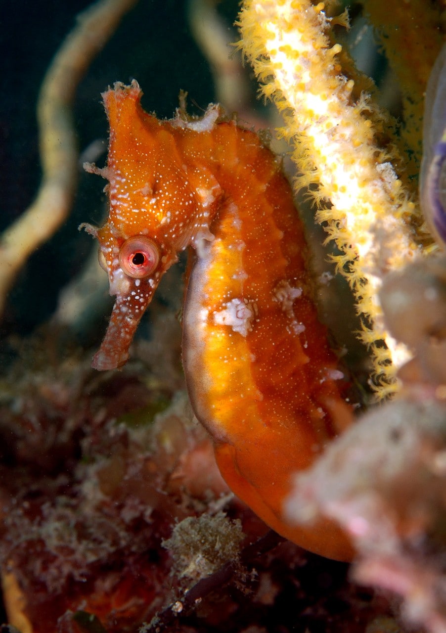 A photo of a white seahorse hiding among sponges. 