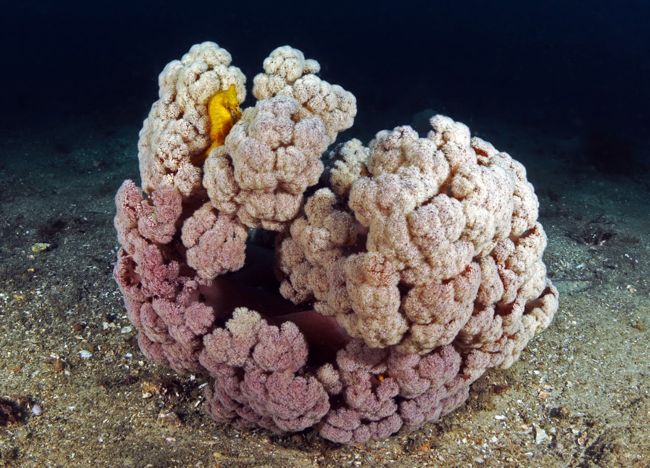 Photo of a White's seahorse hiding in their natural soft coral cauliflower habitat.