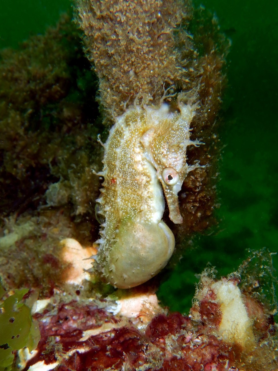 Photo of a pregnant seahorse