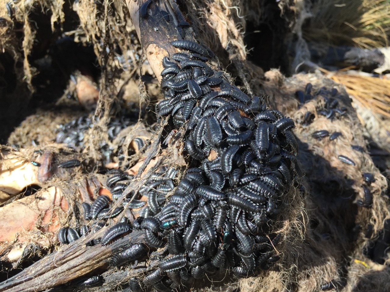 Photo of beetles crawling all over a carcass