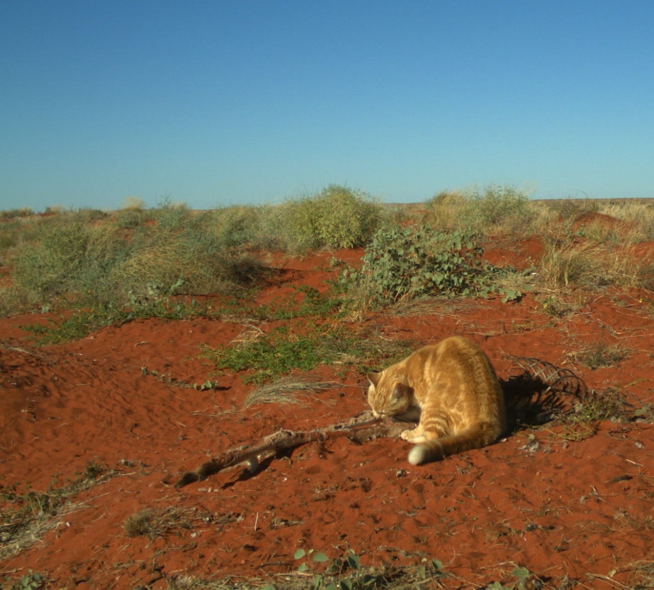 Photo of a feral cat scavenging on an animal carcass. Animal carcasses could increase the number of feral predators.