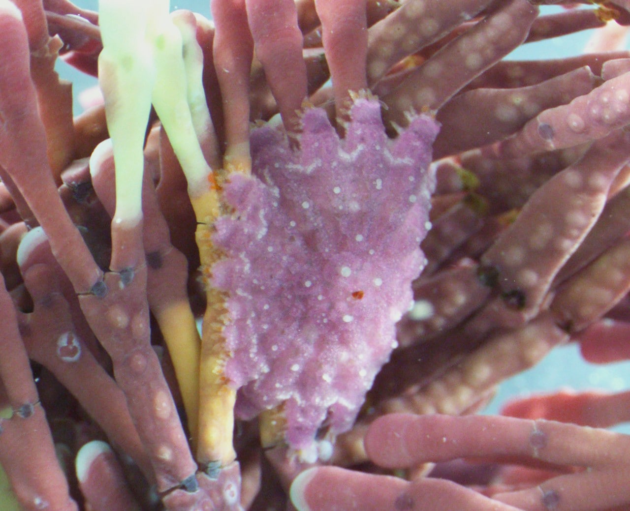 A juvenile crown-of-thorns starfish on Amphiroa – a type of pink algae. 