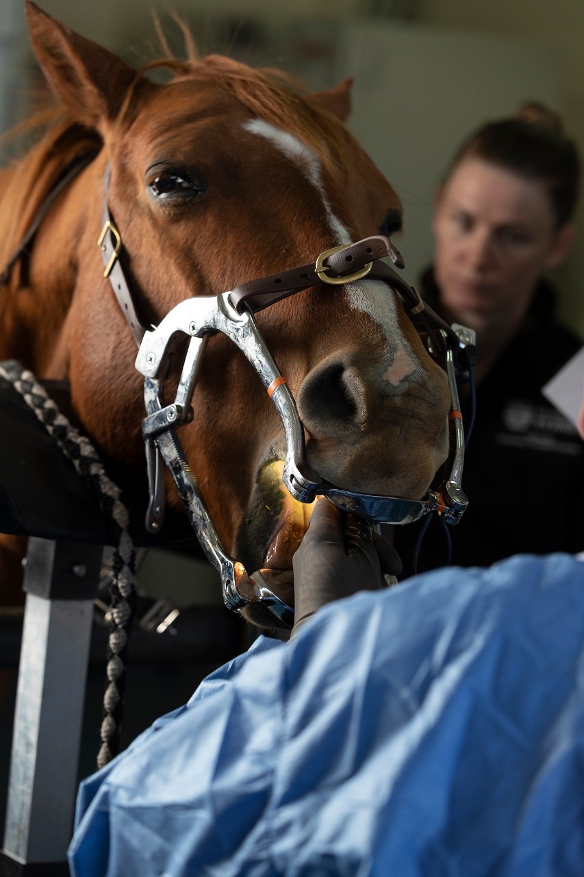 Denis Verwilghen inspects a horse's mouth