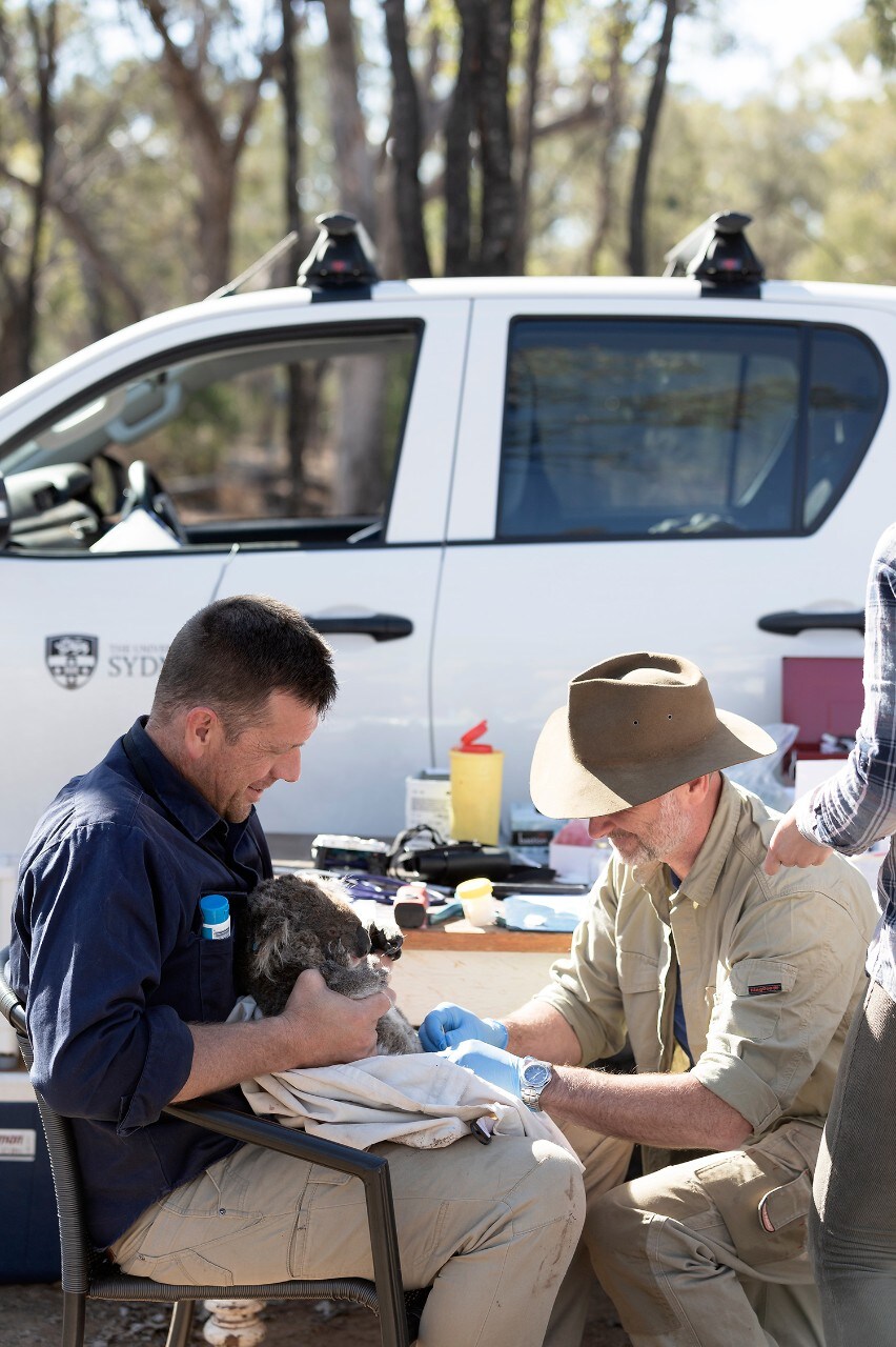 Two professors from Koala Health Hub examine a koala in the outdoors