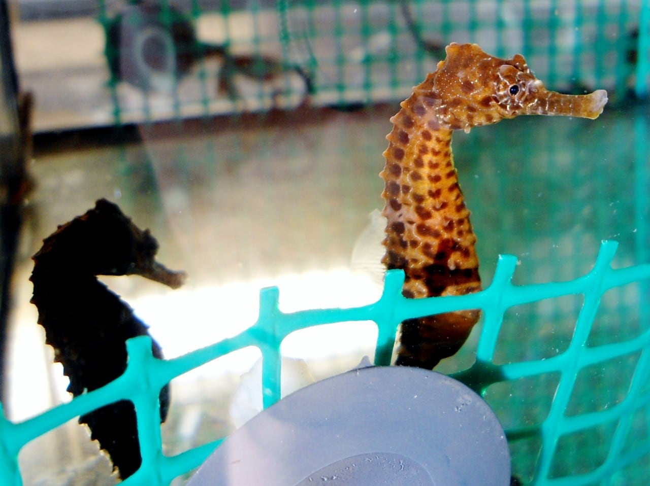 Photo of juvenile pot-bellied seahorses in the lab