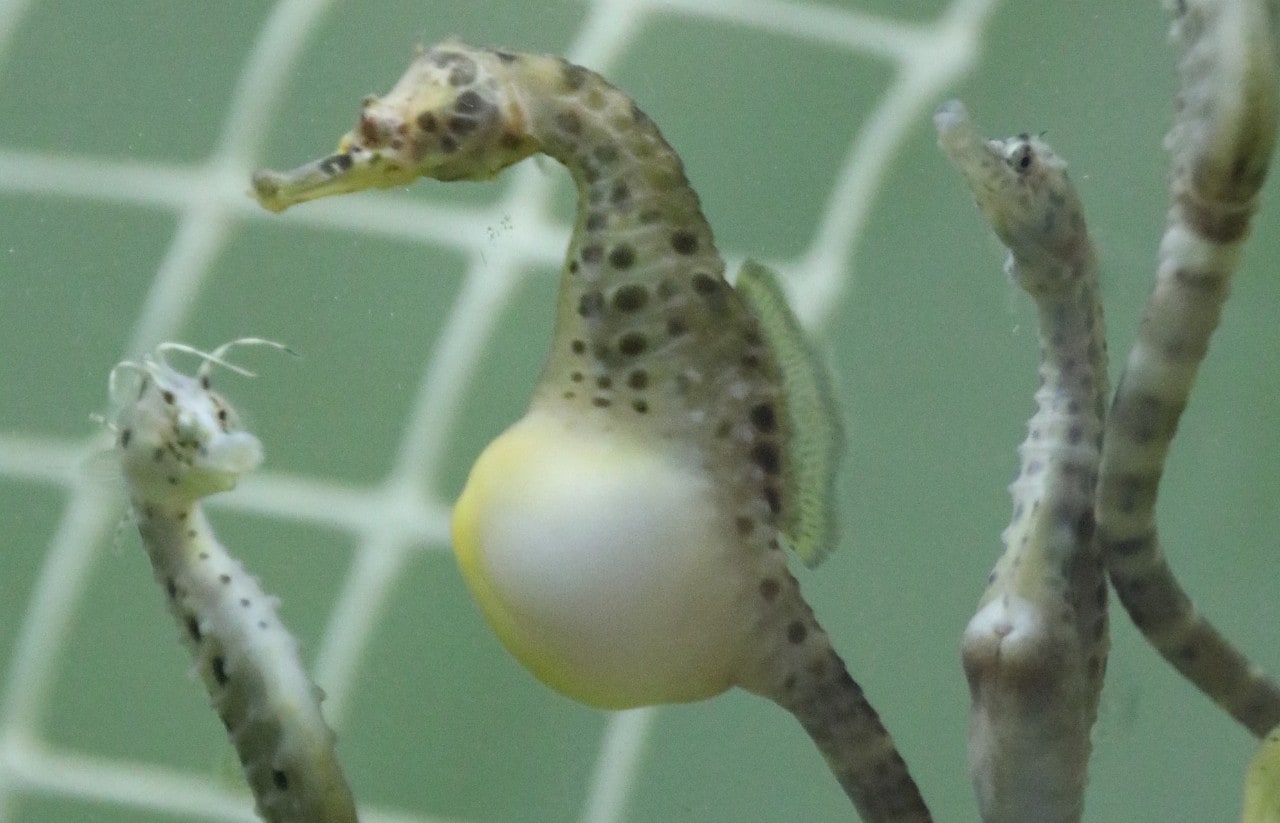 photo of male seahorses with big white bellies