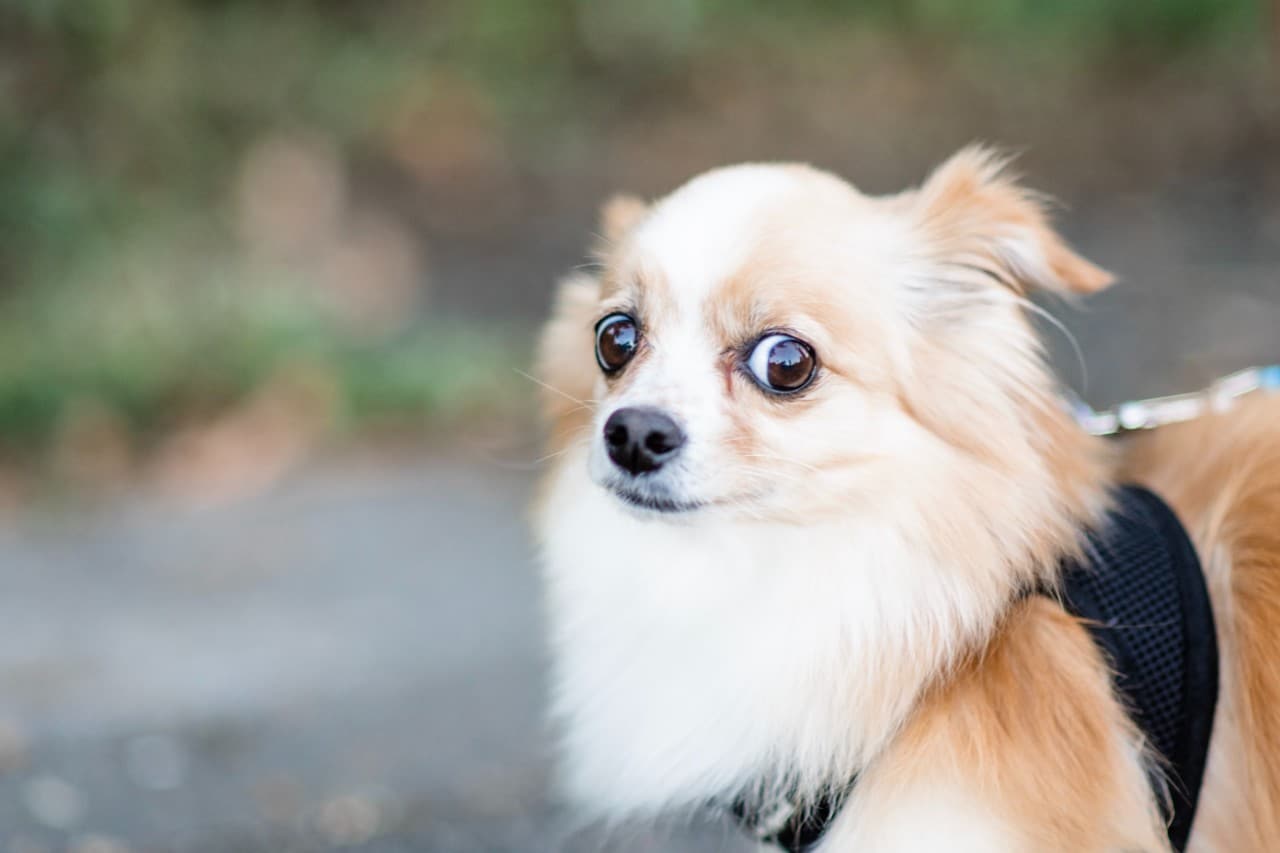 photo of a dog with big eyes looking worried