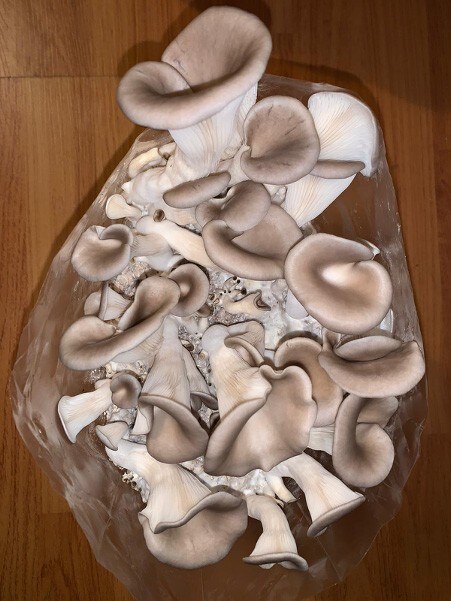 exotic mushrooms at home