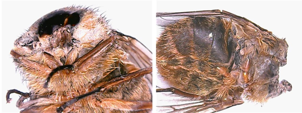 A photo of a beheaded Australian blowfly. 
