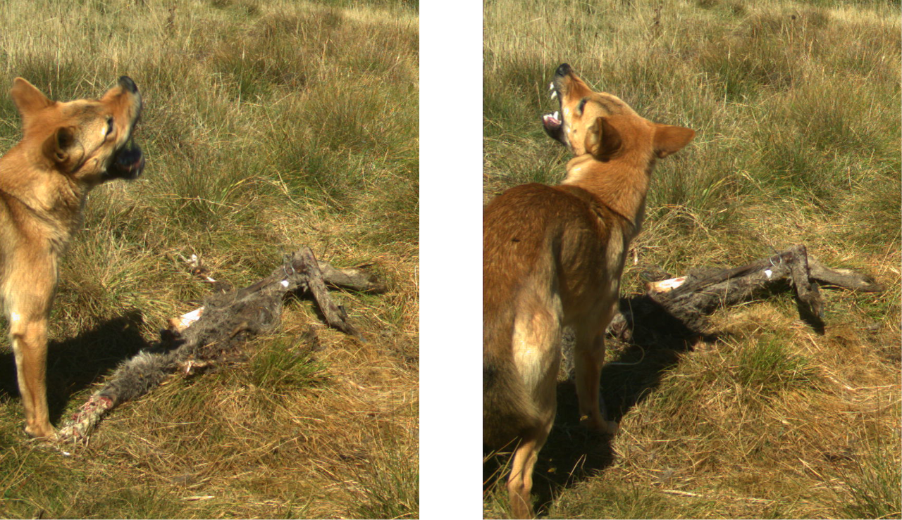 Photo of a dingo snapping at European wasps