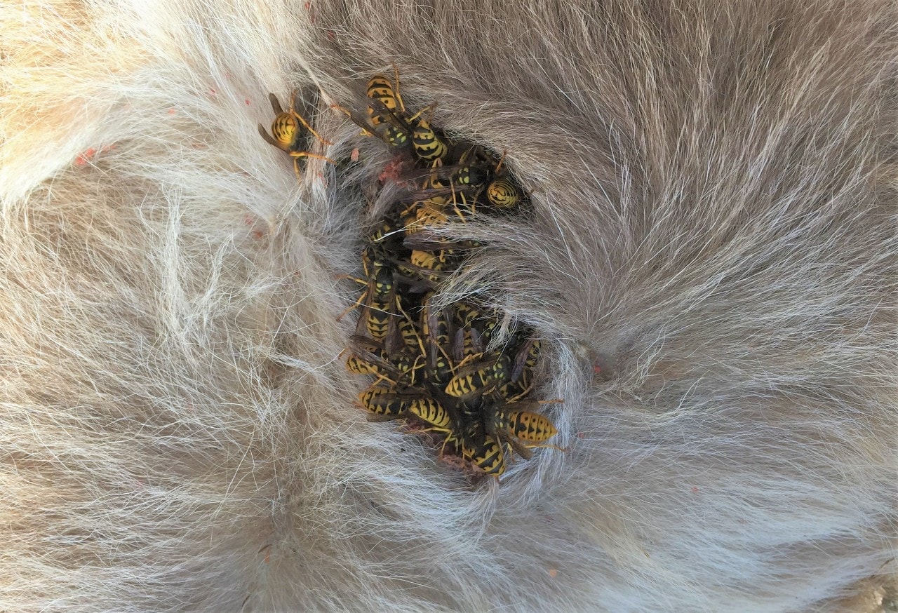 Photo of animal fur with lots of European wasps on it