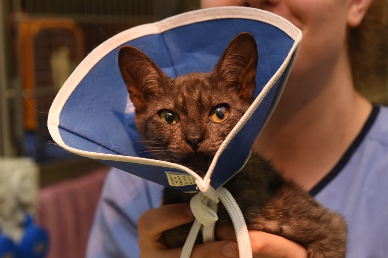 Photo of a cat where an Elizabethan collar after surgery