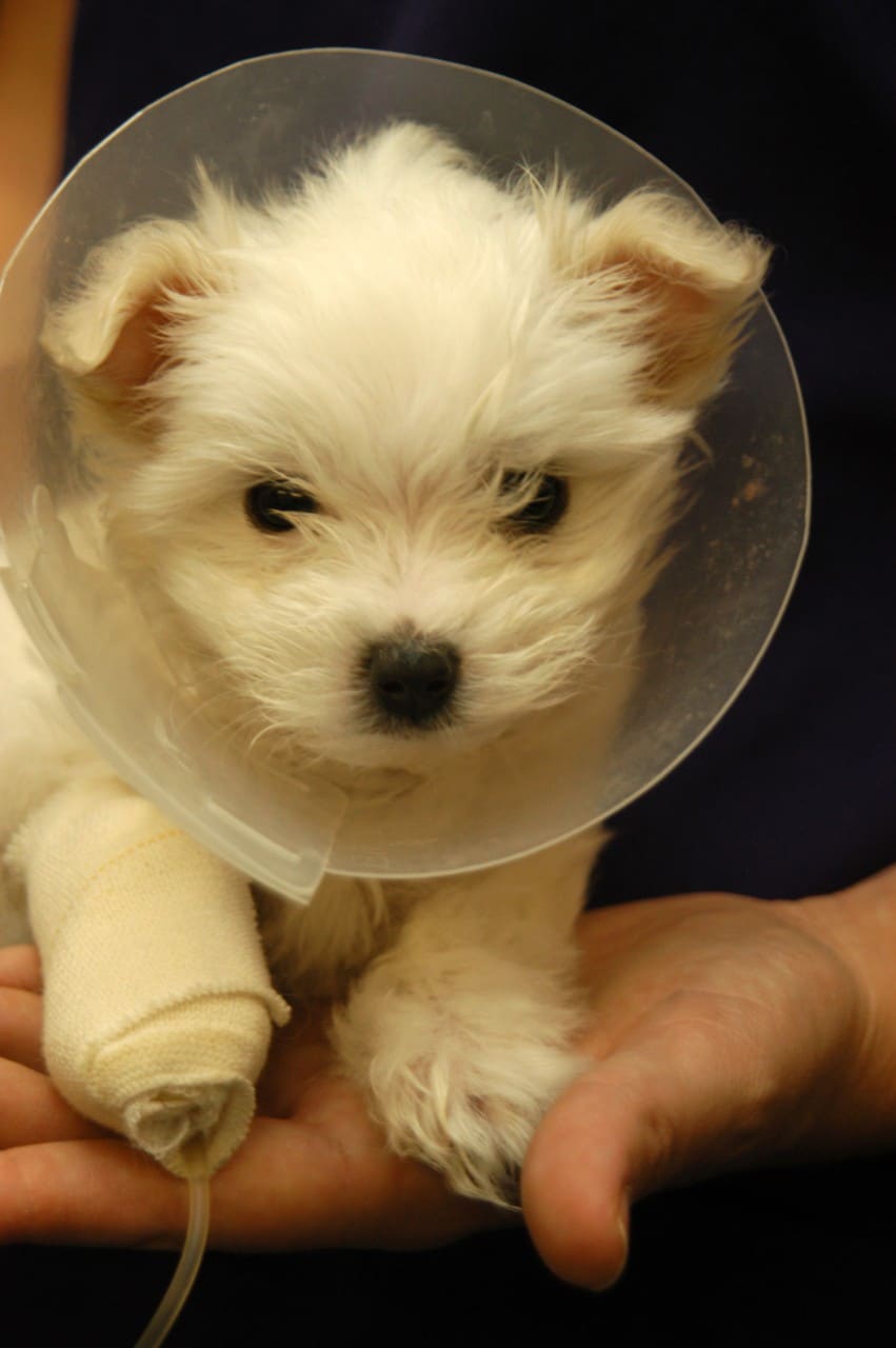 A photo of a Maltese puppy with a cone and IV fluids. 