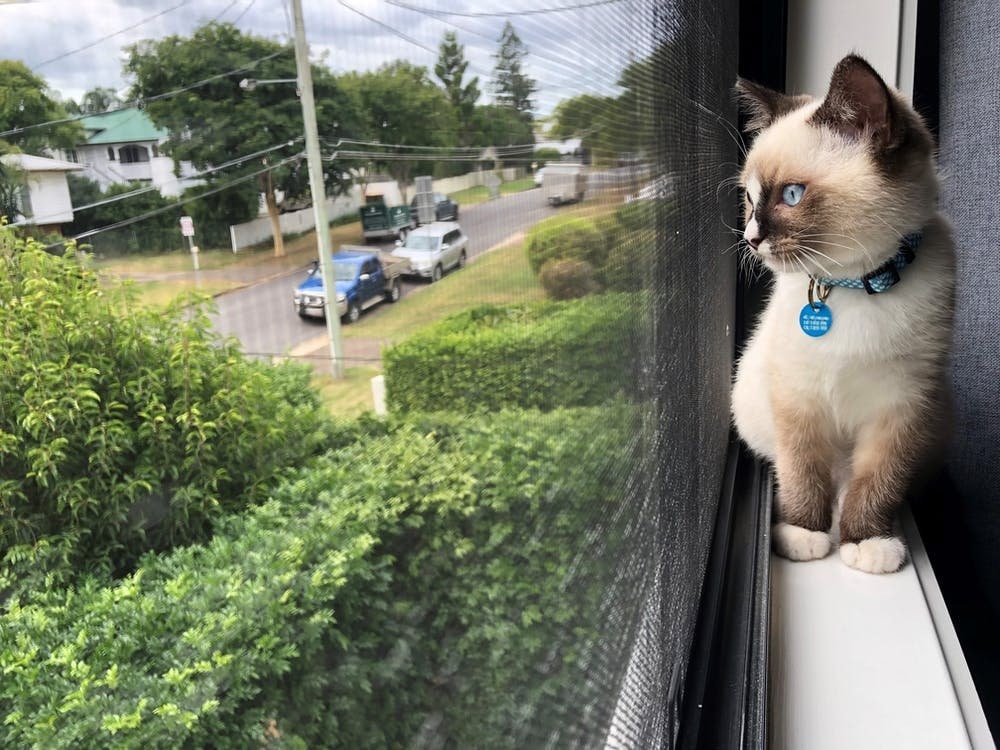 Photo of a cat looking out a window