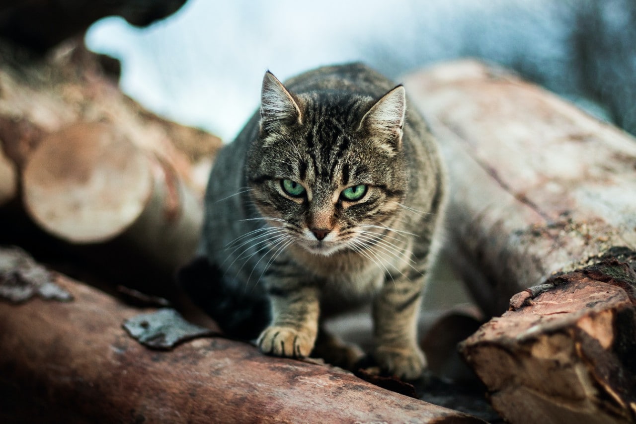 Photo of a tabby cat prowling through a garden 