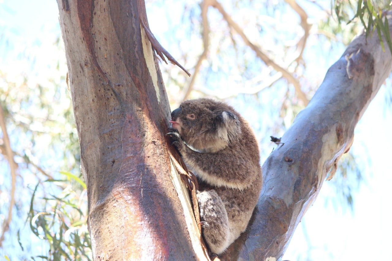 Photo of an adult female koala licking a wet trunk during routine monitoring of behaviour by citizen scientists in the You Yangs Regional Park, Victoria. 