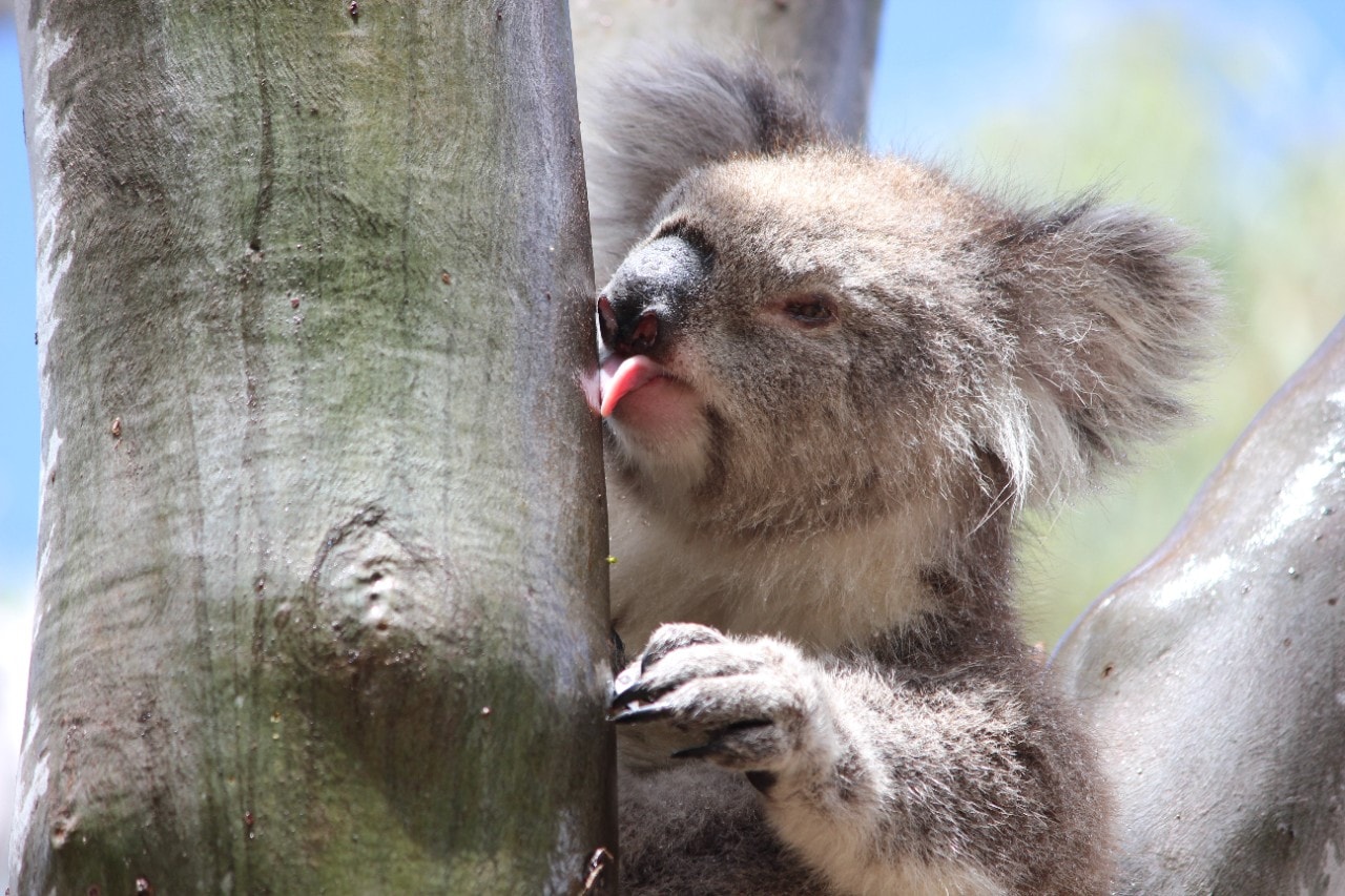Photo of an old female koala licking a tree trunk after rain in the You Yang Regional Park, Victoria. 