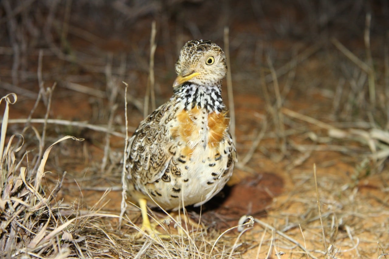 photo of a young ground bird called a plains wanderer