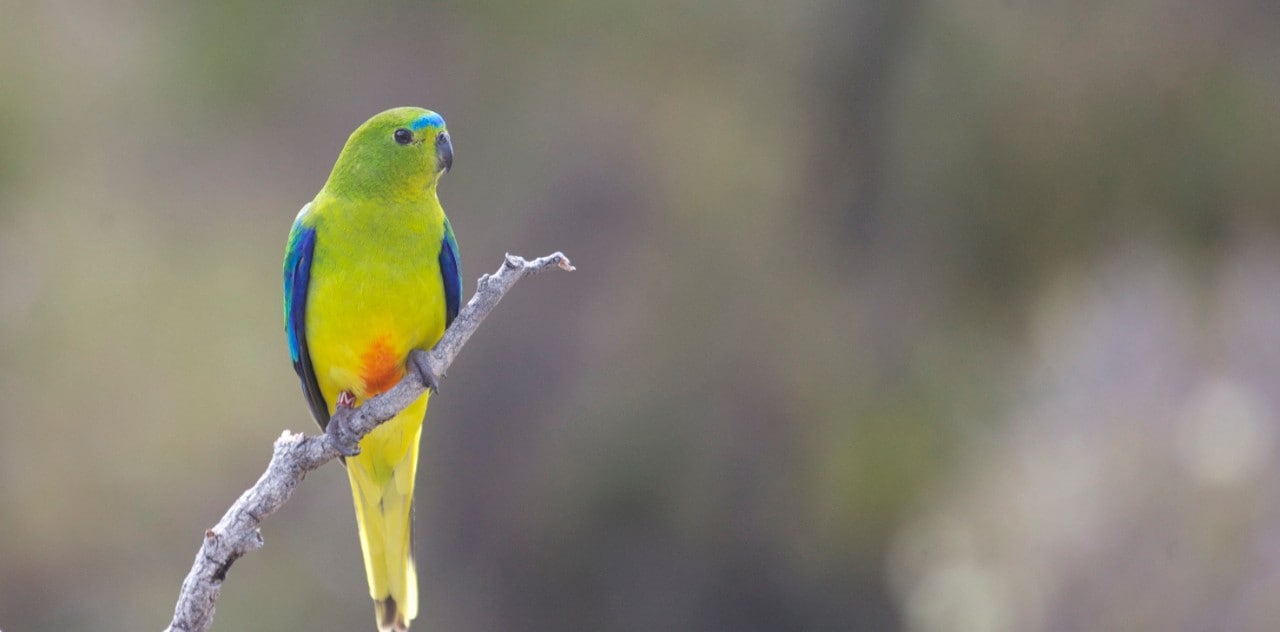 photo of an orange-bellied parrot sitting on a branch