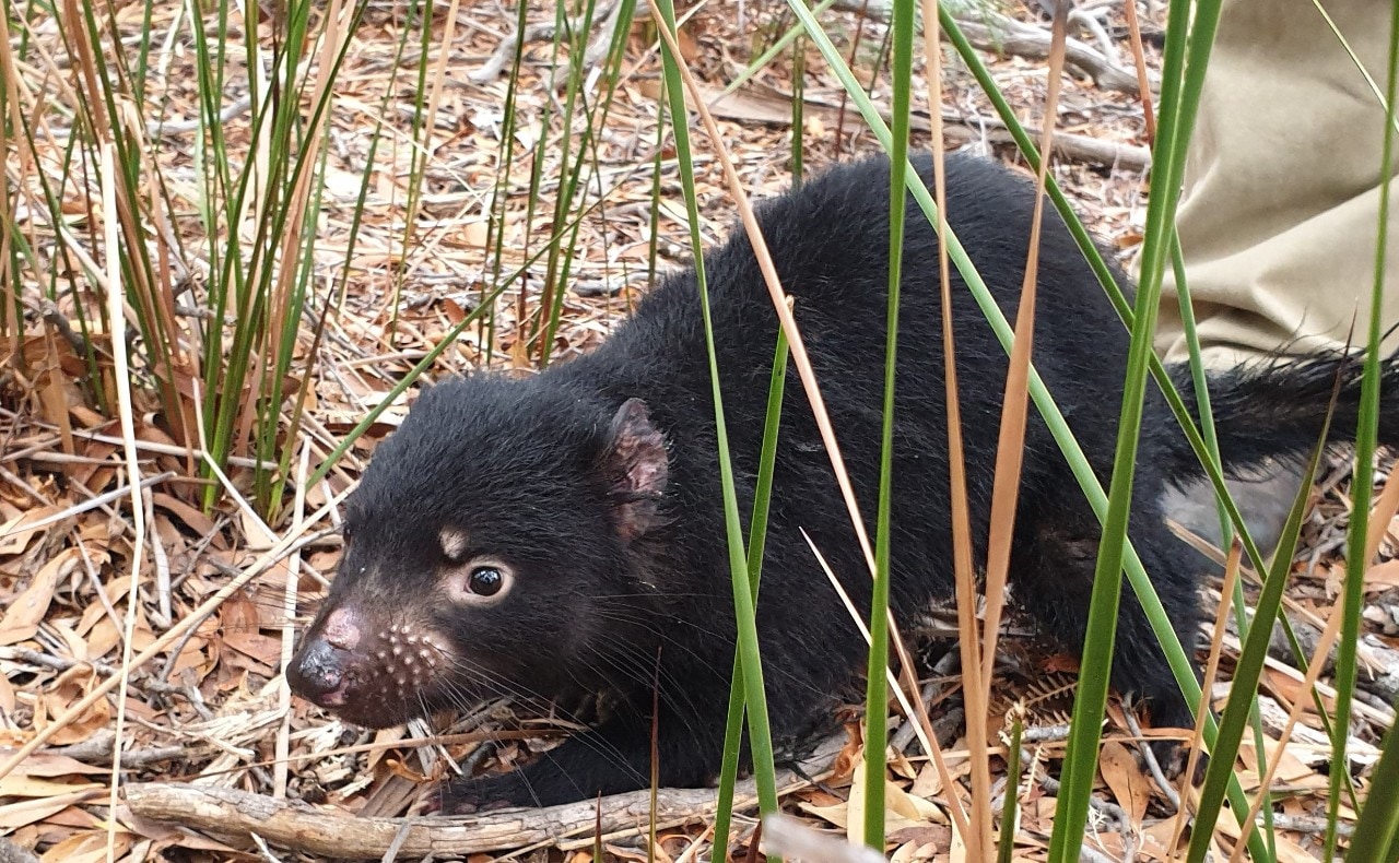 photo of a young Tasmanian devil