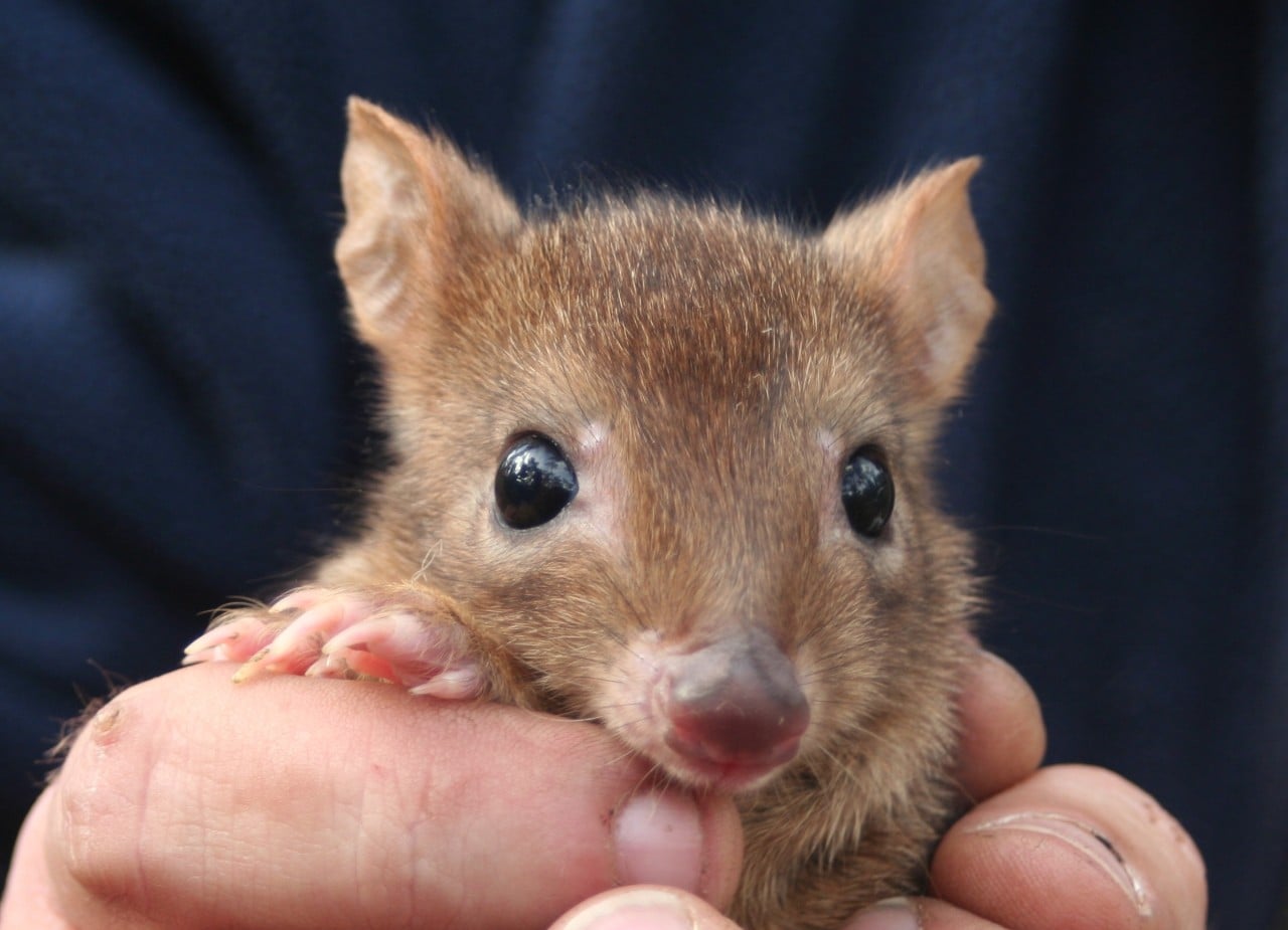 photo of a small marsupial called a woylie