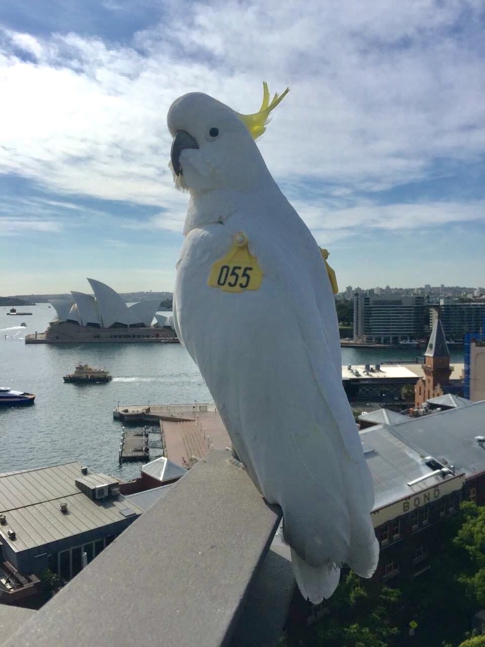A cockatoo overlooking Sydney harbour