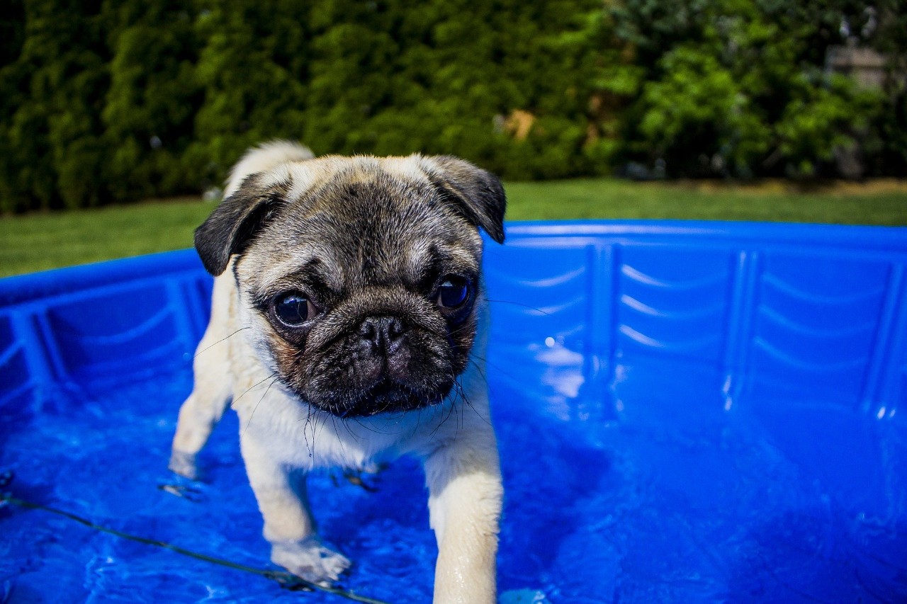Pug swimming in paddling pool