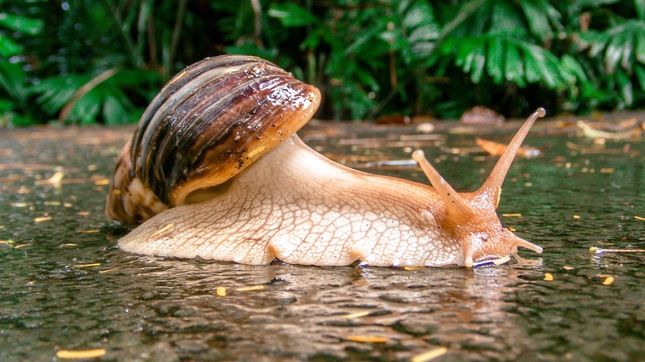 photo of a snail sliding along a footpath in the rain 