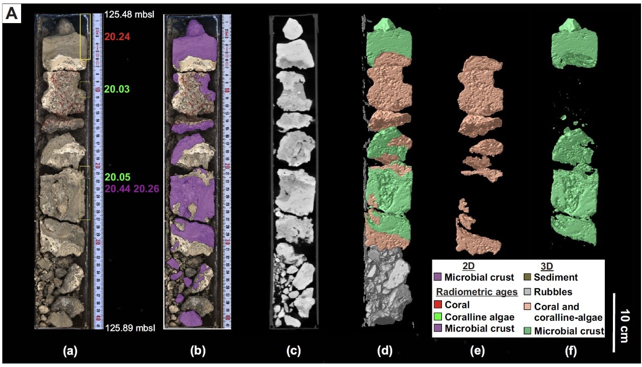 Core samples of the fossil record of microbialites from the Great Barrier Reef.