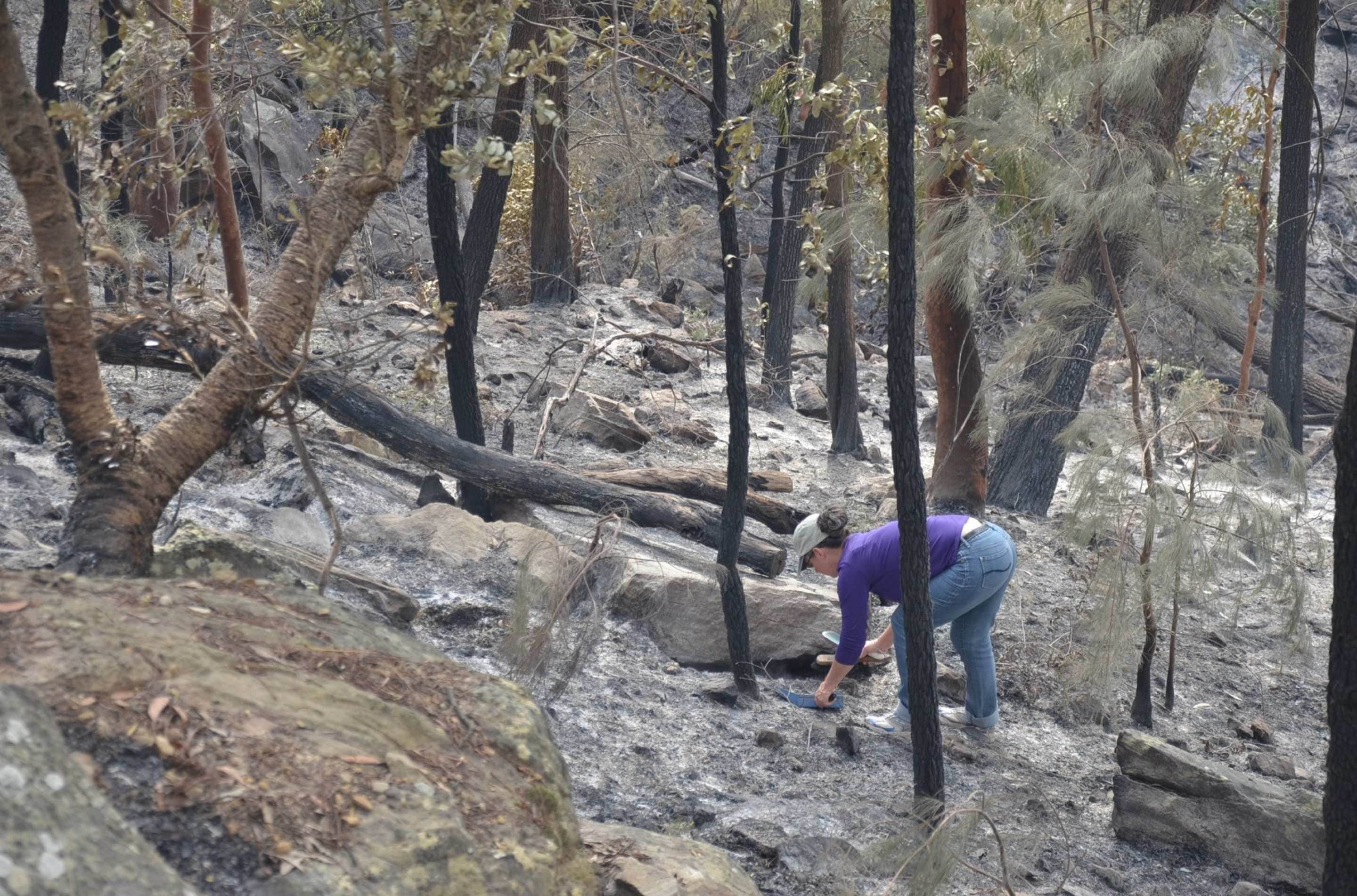 Associate Professor Tina Bell collecting ash from bushfire affected forest in Berowra Valley, north of Sydney.