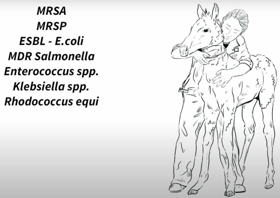 A drawing of a man and a horse with common infections listed