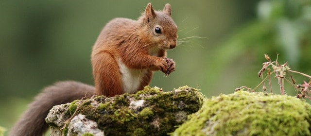 Japanese squirrel (Sciurus lis) eating fruits. Photo: Creative Commons