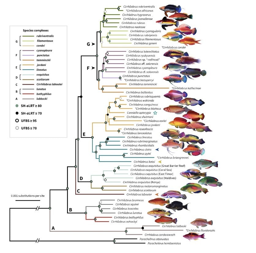 An evolutionary tree of the fairy wrasse