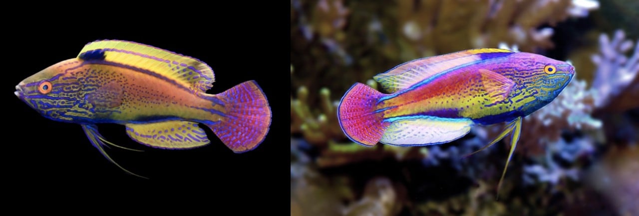 An Australian species, the lavender-striped fairy wrasse, in ‘resting’ and ‘flashing’ colouration. 