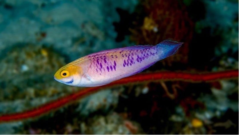 A new species of fairy wrasse - the Vibranium Fairy Wrasse.