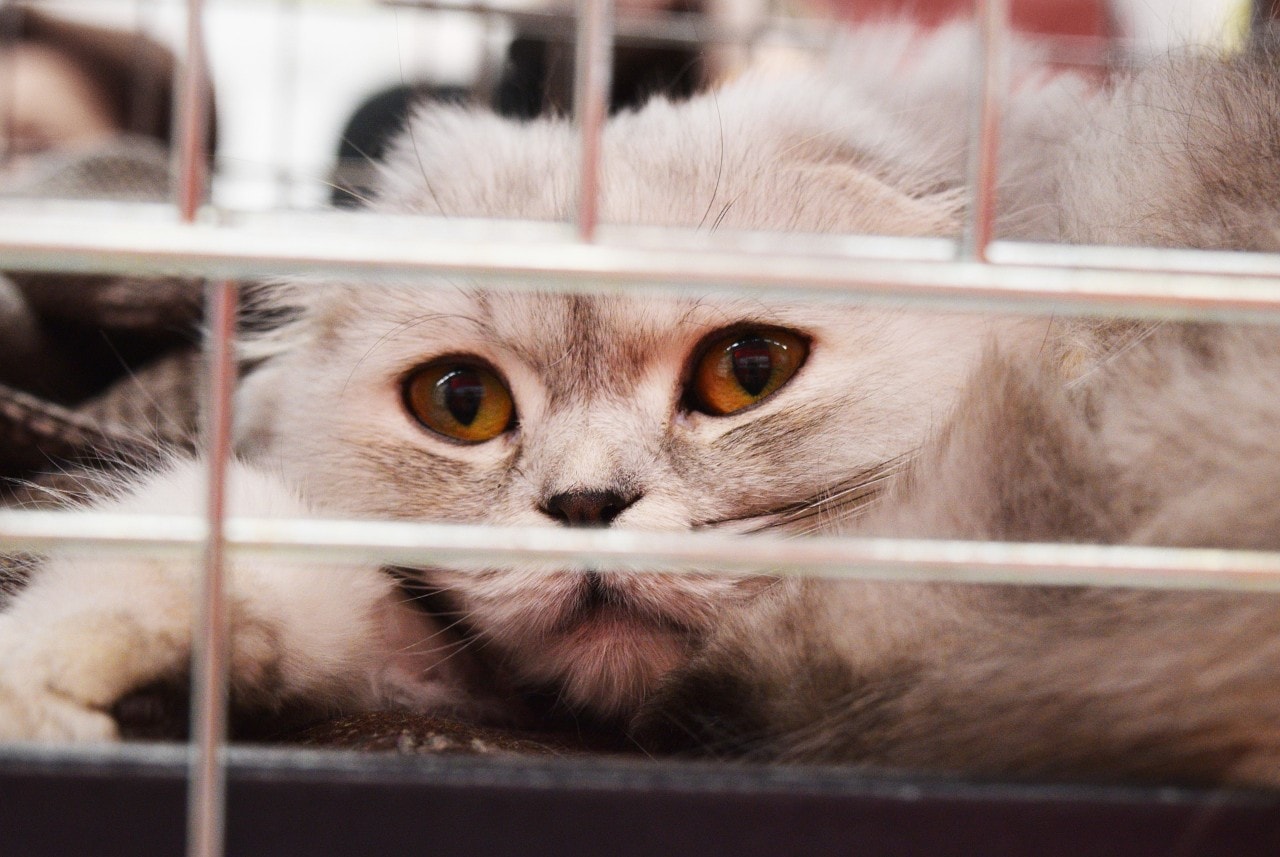 photo of a cat in a cage at an animal shelter