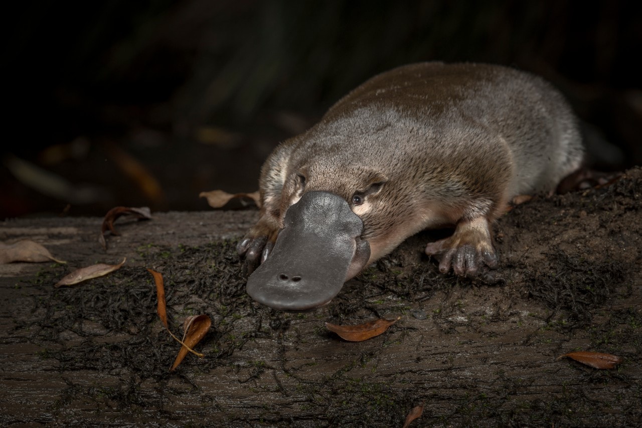 A platypus at night.