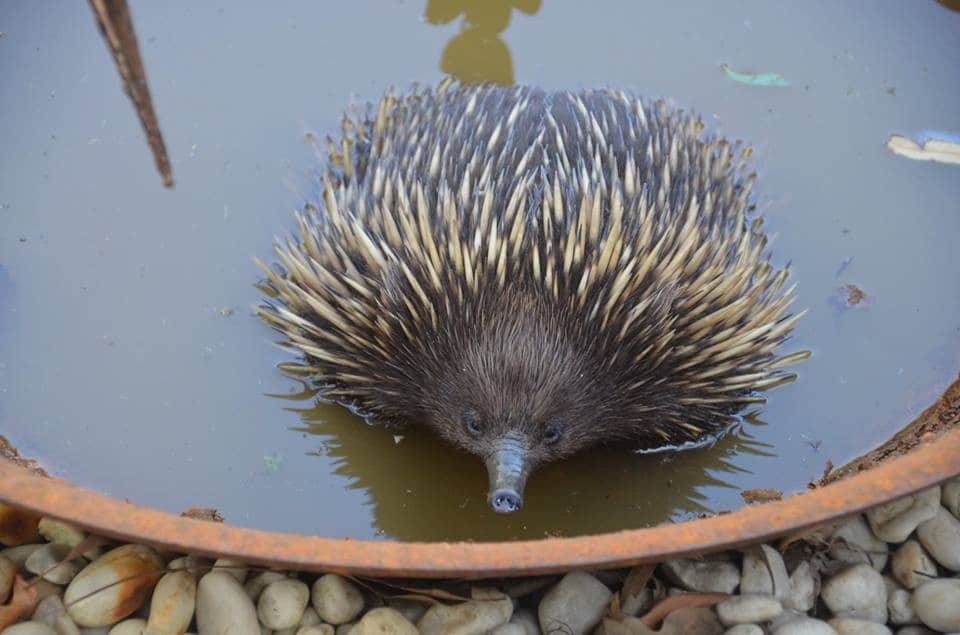 An echidna in a bowl of water.