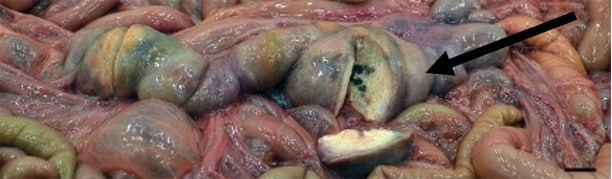 Enlarged lymph node (arrow) in the abdomen of a free-ranging Australian sea lion. In this case, there was no apparent involvement of the lungs which is the more typical location for tuberculosis in seals and sea lions.