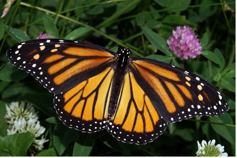 A monarch butterfly. 